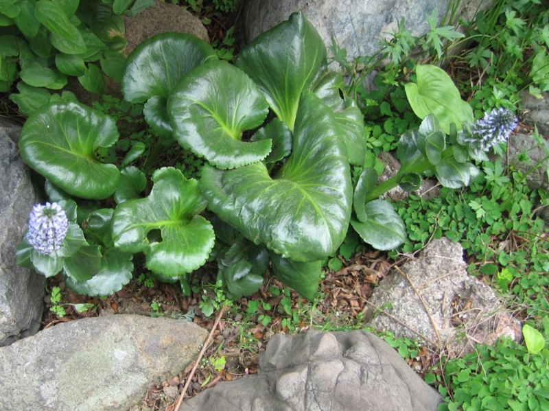 f:id:atarou:20110603193955j:image