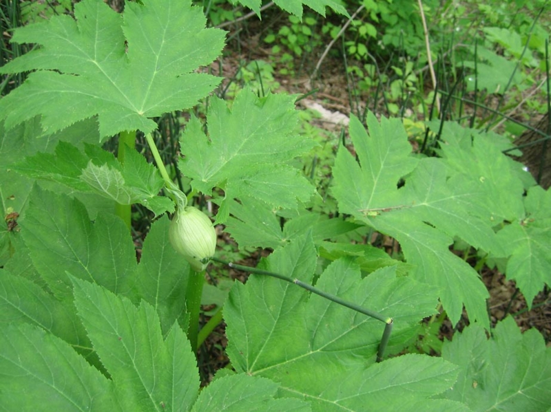 f:id:atarou:20110604060101j:image
