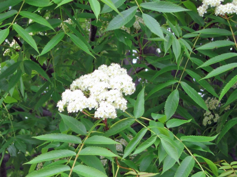 f:id:atarou:20110604061538j:image