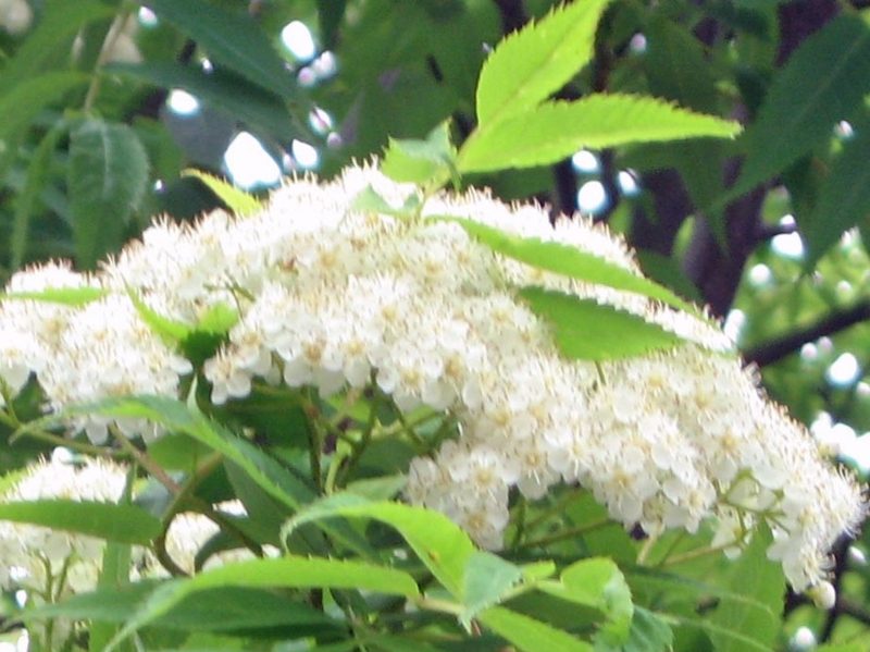 f:id:atarou:20110604062052j:image
