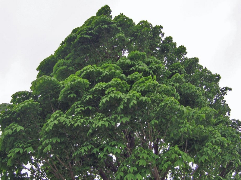 f:id:atarou:20110605062903j:image