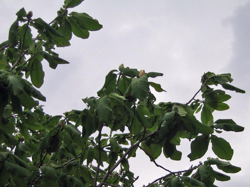 f:id:atarou:20110605062911j:image