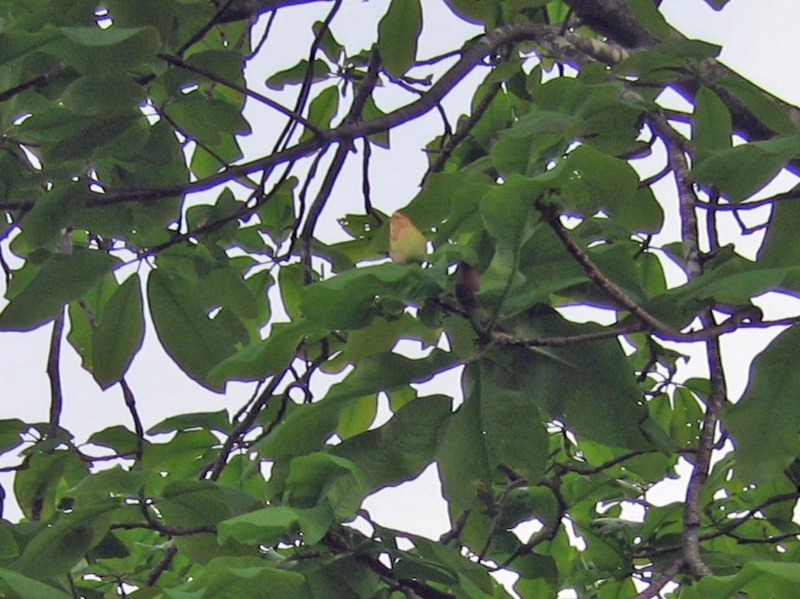 f:id:atarou:20110605062918j:image