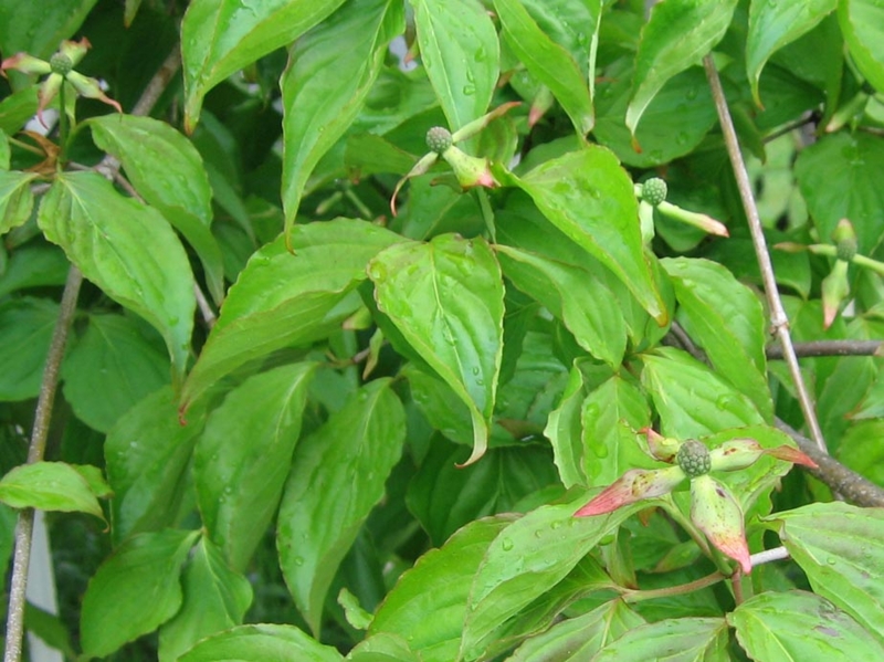 f:id:atarou:20110605063340j:image