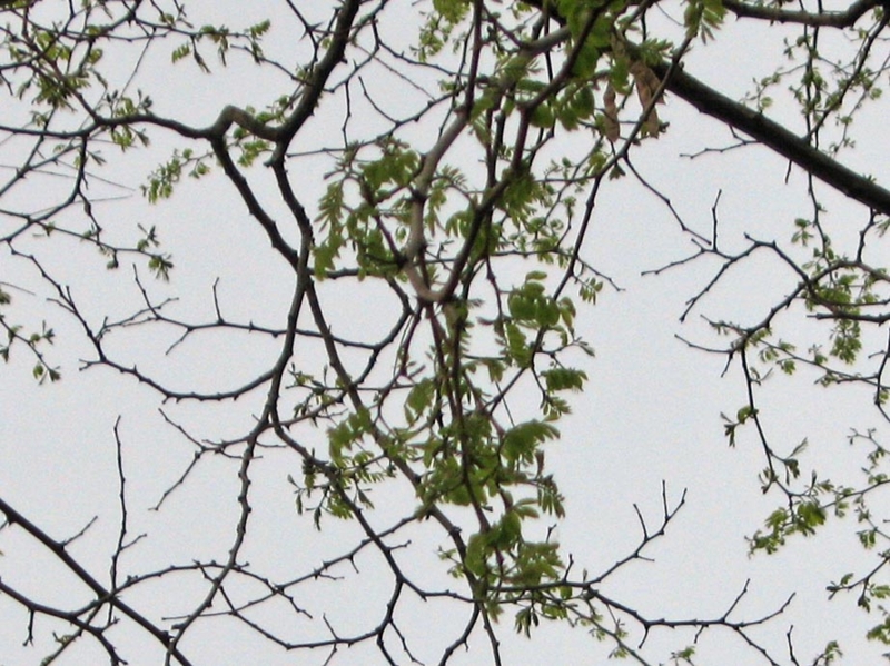 f:id:atarou:20110605063344j:image