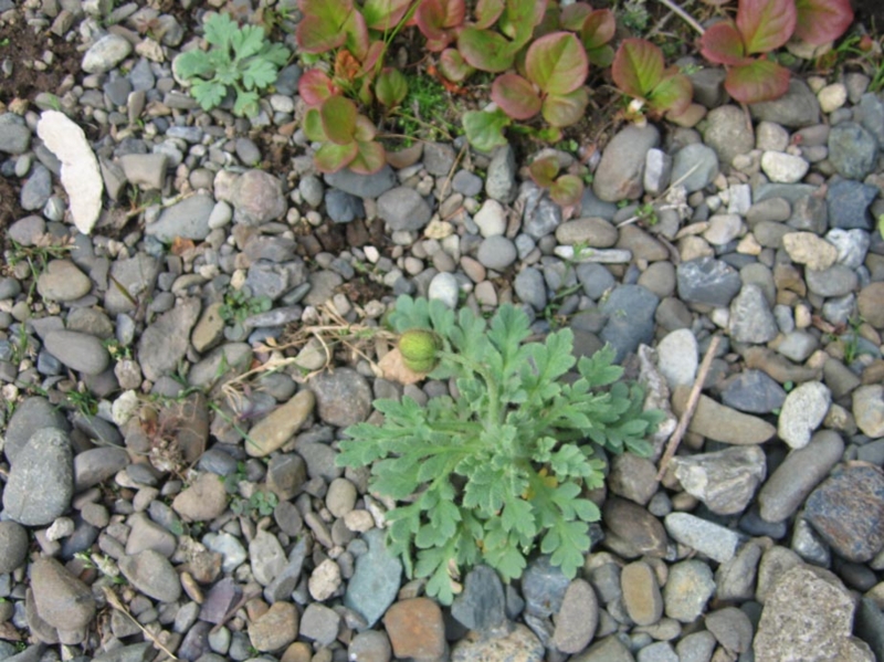 f:id:atarou:20110605193640j:image