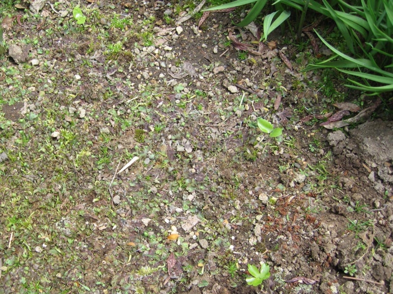 f:id:atarou:20110605194456j:image