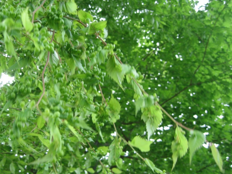f:id:atarou:20110606061309j:image