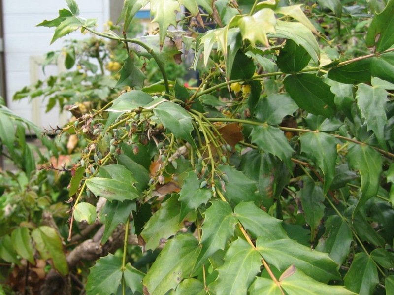 f:id:atarou:20110606064329j:image