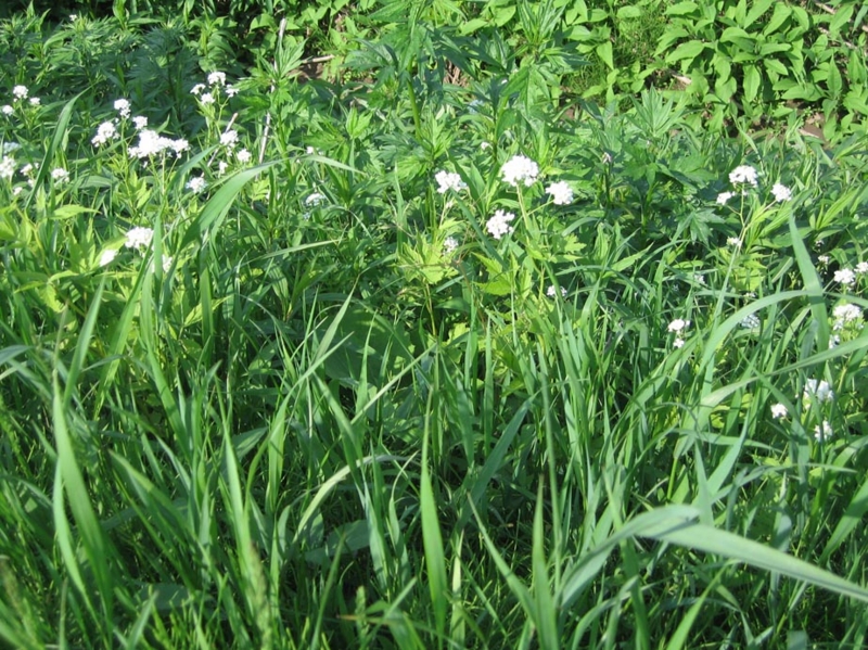 f:id:atarou:20110607055021j:image