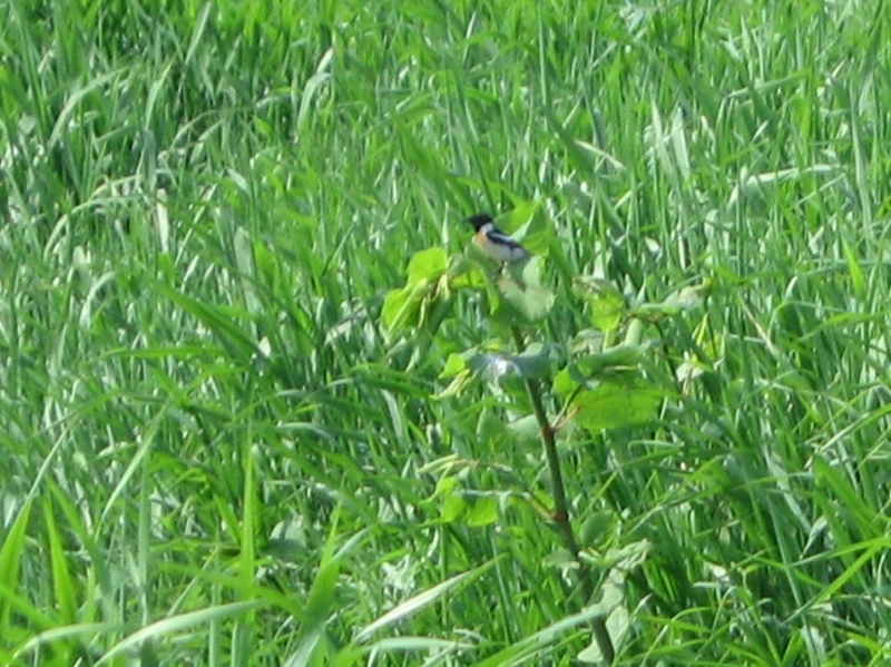 f:id:atarou:20110607061232j:image