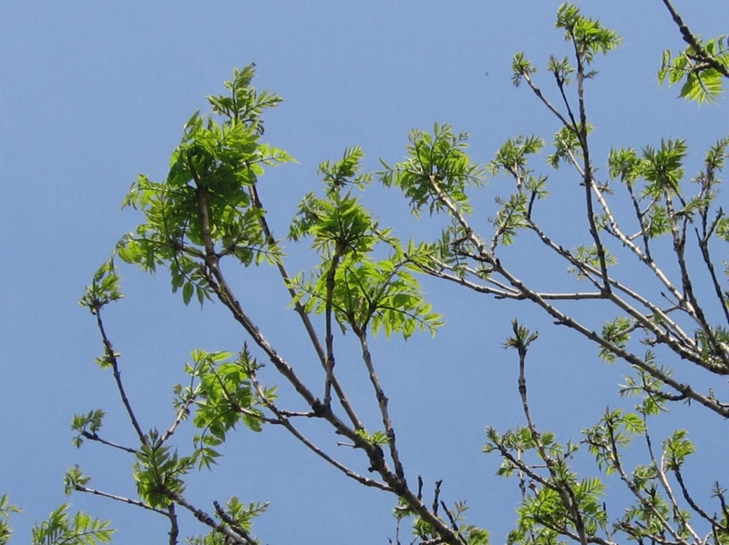 f:id:atarou:20110607061234j:image