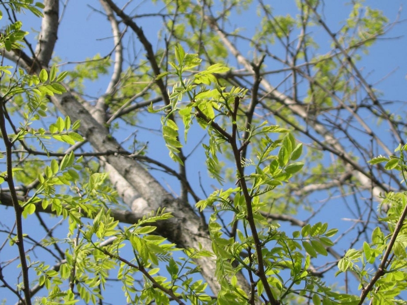 f:id:atarou:20110607062520j:image