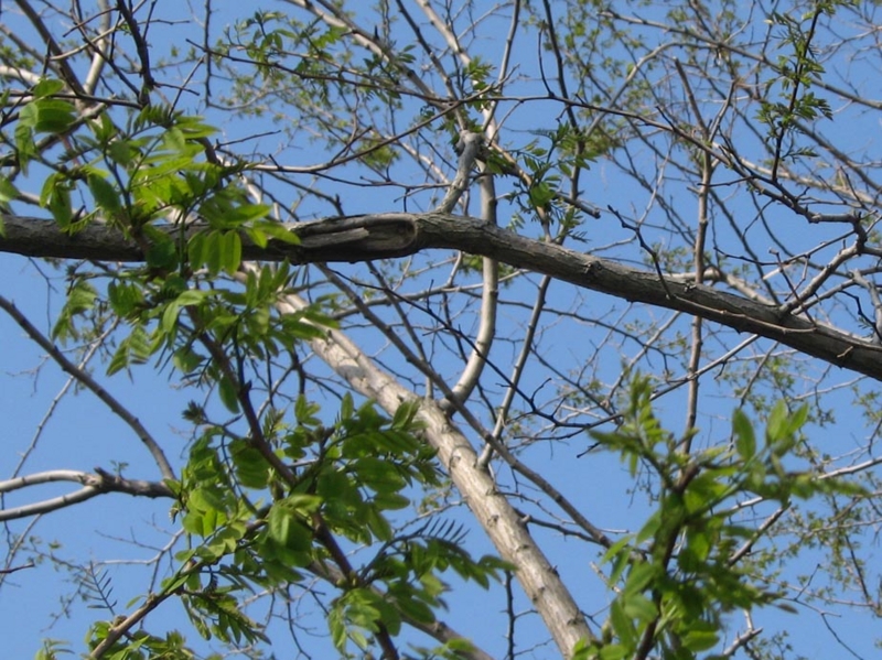 f:id:atarou:20110607062521j:image