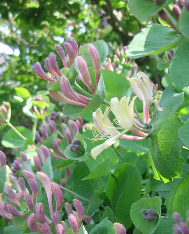 f:id:atarou:20110608201737j:image