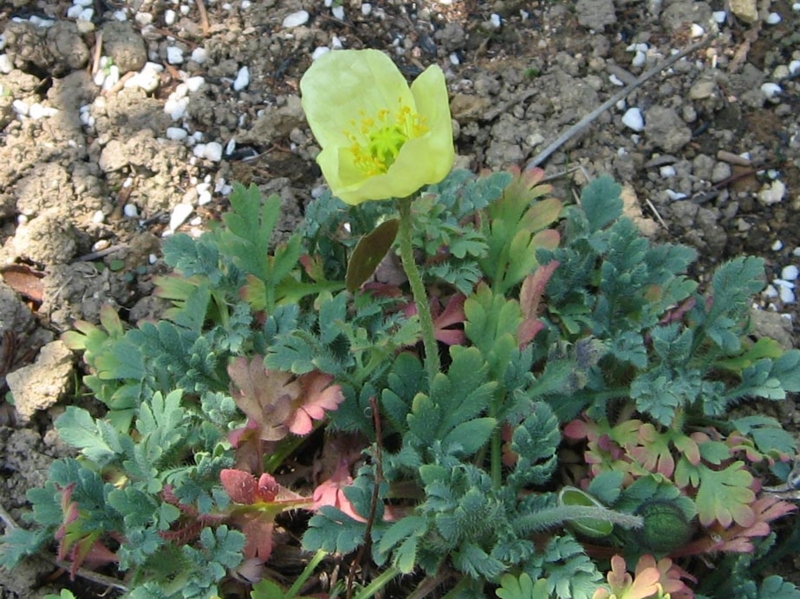f:id:atarou:20110608202704j:image
