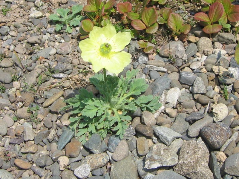 f:id:atarou:20110608202706j:image