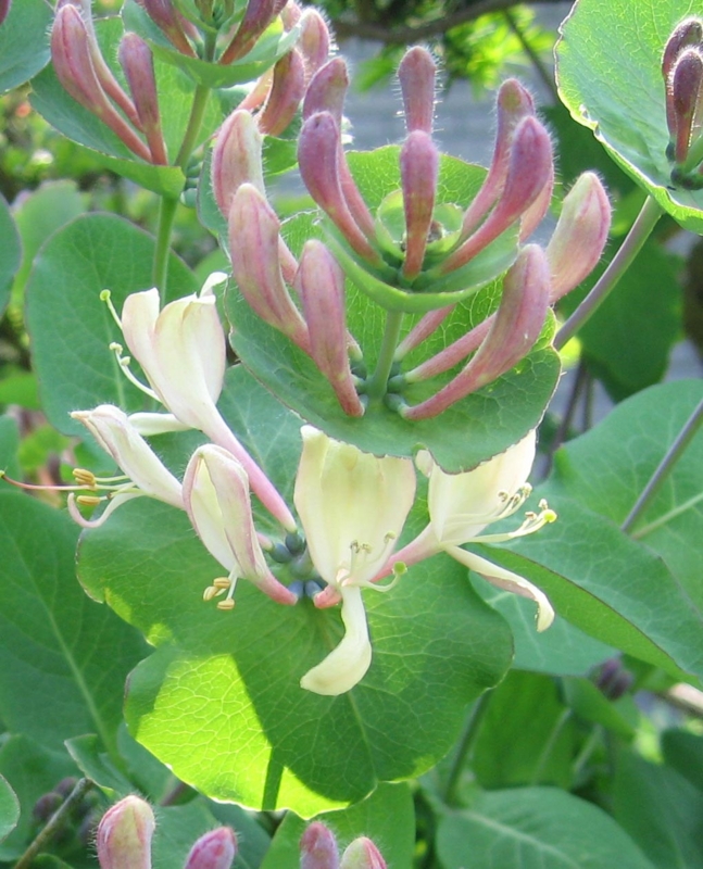 f:id:atarou:20110608204307j:image