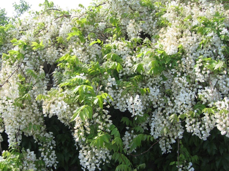 f:id:atarou:20110609065530j:image