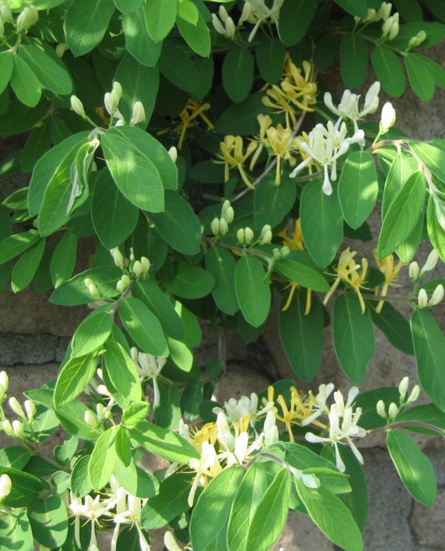 f:id:atarou:20110609070304j:image