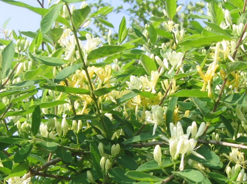 f:id:atarou:20110609070306j:image