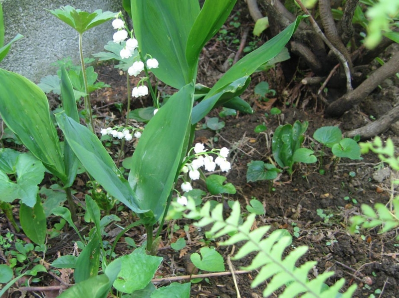 f:id:atarou:20110610202711j:image