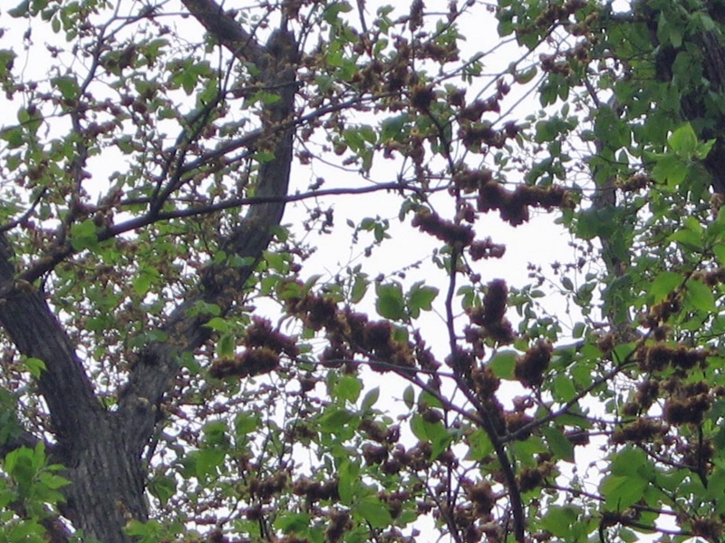f:id:atarou:20110611060507j:image