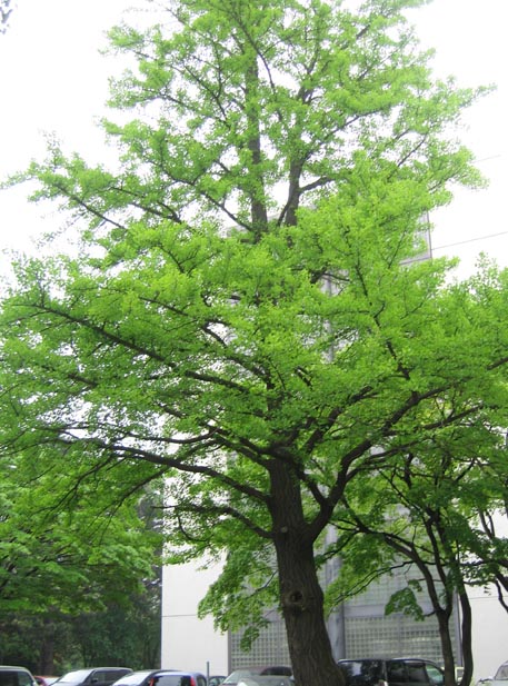 f:id:atarou:20110611060509j:image