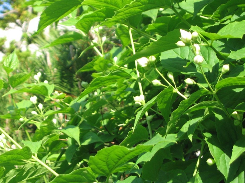 f:id:atarou:20110617191218j:image