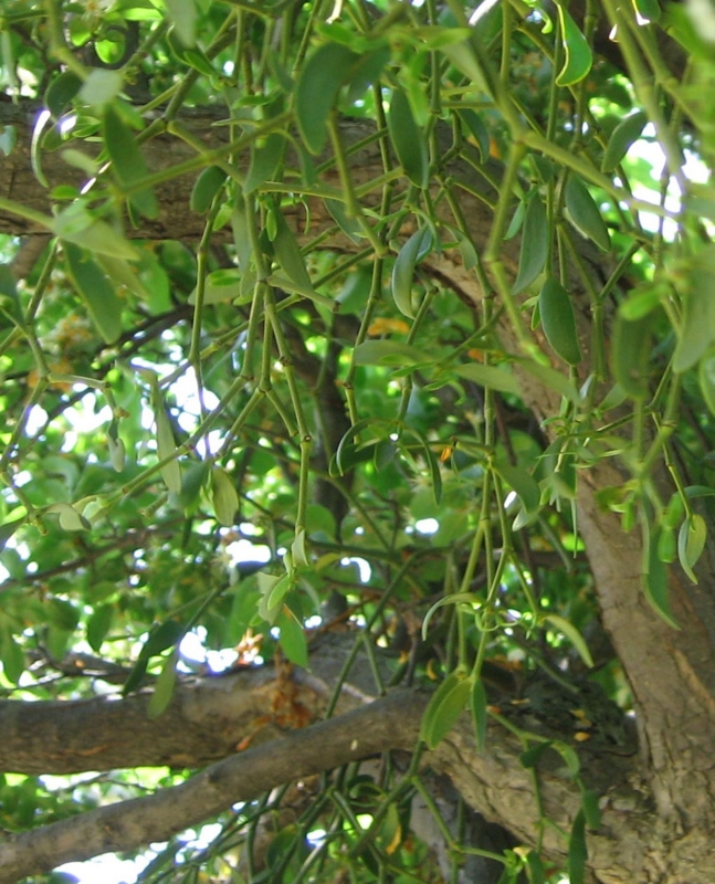 f:id:atarou:20110618055716j:image