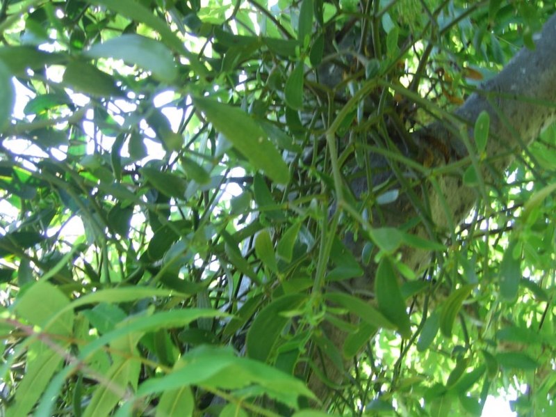 f:id:atarou:20110618055719j:image