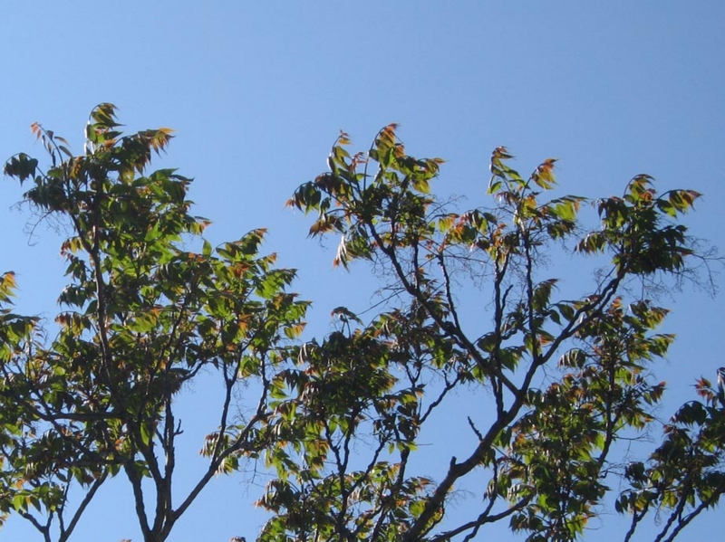 f:id:atarou:20110618062802j:image