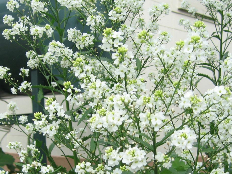 f:id:atarou:20110619060038j:image