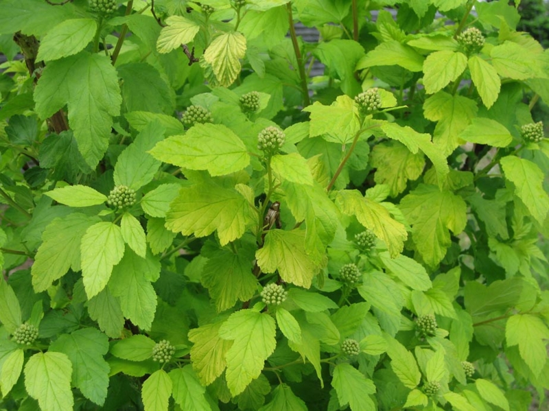 f:id:atarou:20110619061727j:image