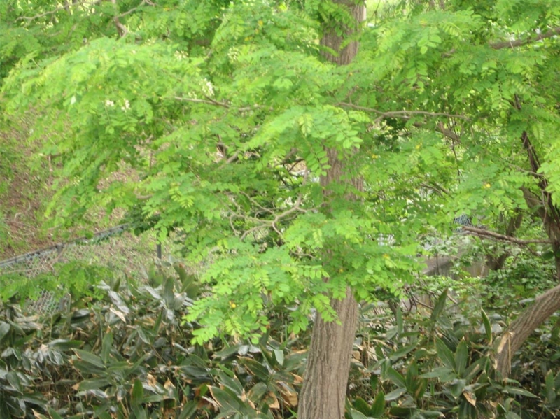 f:id:atarou:20110619061728j:image
