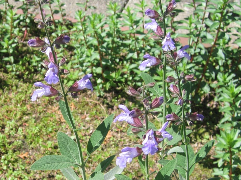 f:id:atarou:20110625214147j:image