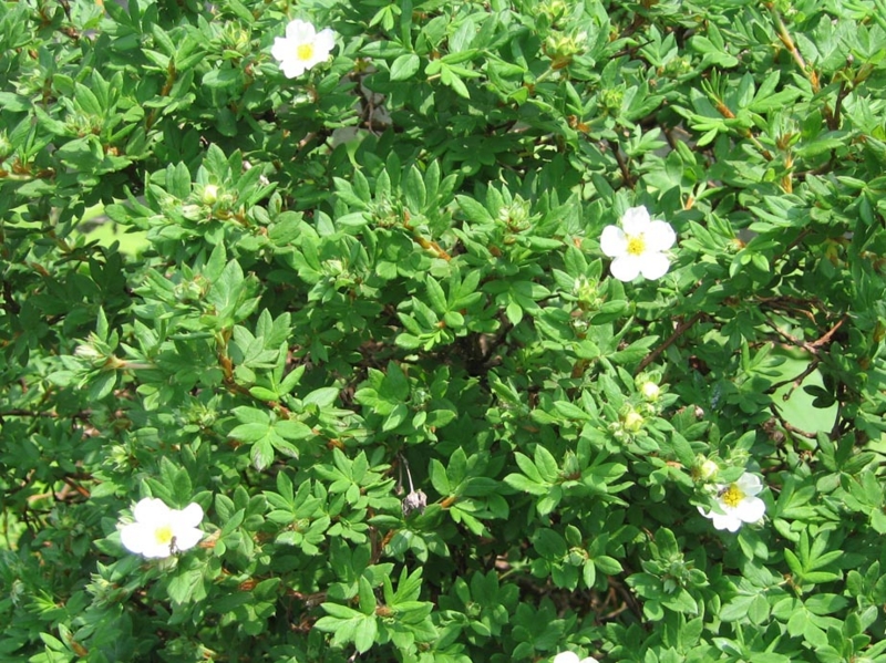 f:id:atarou:20110625214150j:image