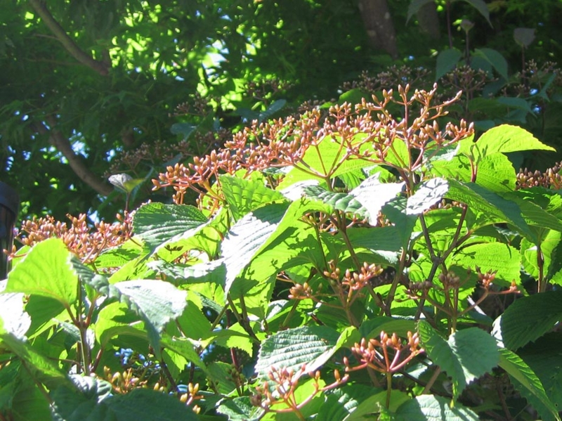 f:id:atarou:20110626065837j:image