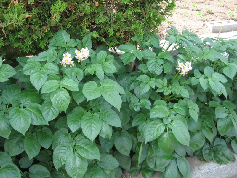 f:id:atarou:20110627172813j:image