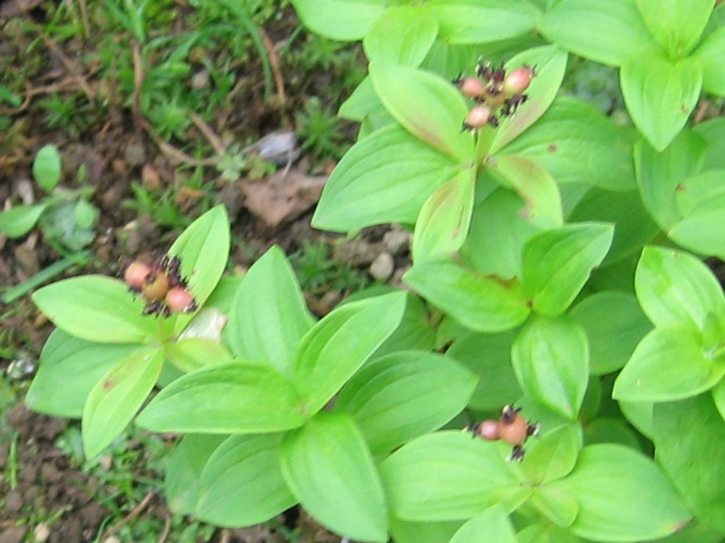 f:id:atarou:20110629195354j:image