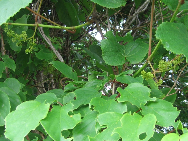f:id:atarou:20110630071838j:image