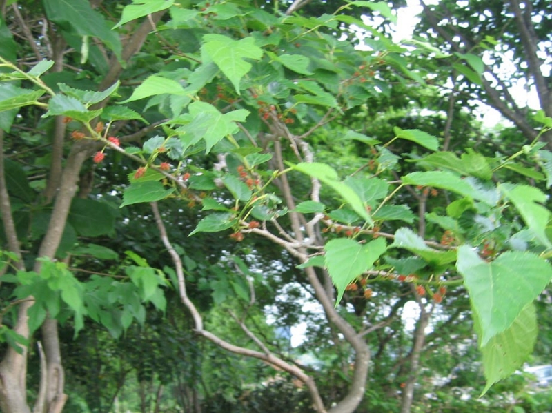 f:id:atarou:20110630071839j:image