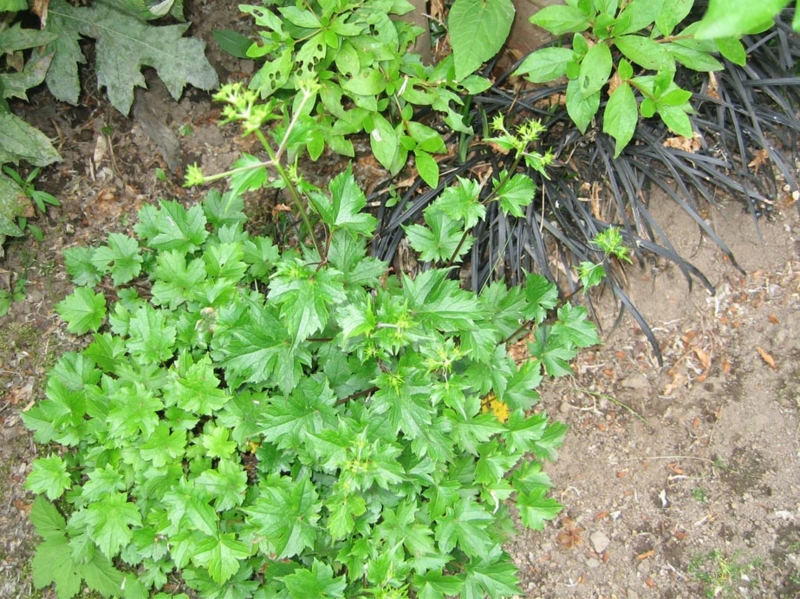 f:id:atarou:20110711175707j:image