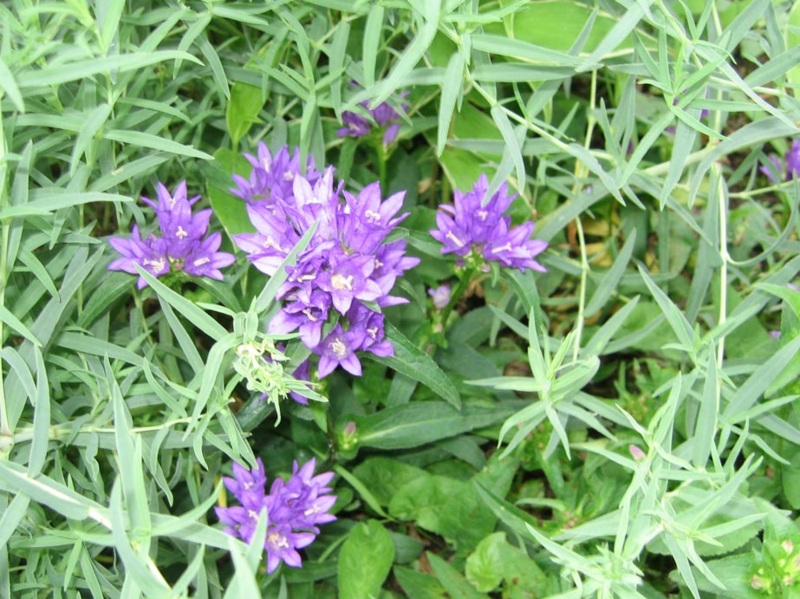 f:id:atarou:20110711175708j:image