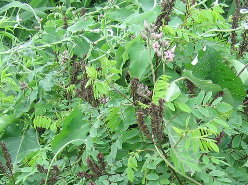 f:id:atarou:20110712070111j:image