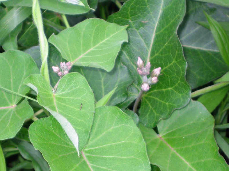f:id:atarou:20110712070112j:image