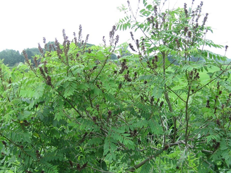 f:id:atarou:20110712070115j:image