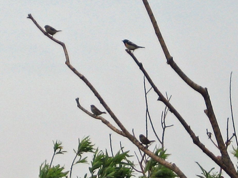 f:id:atarou:20110712070116j:image