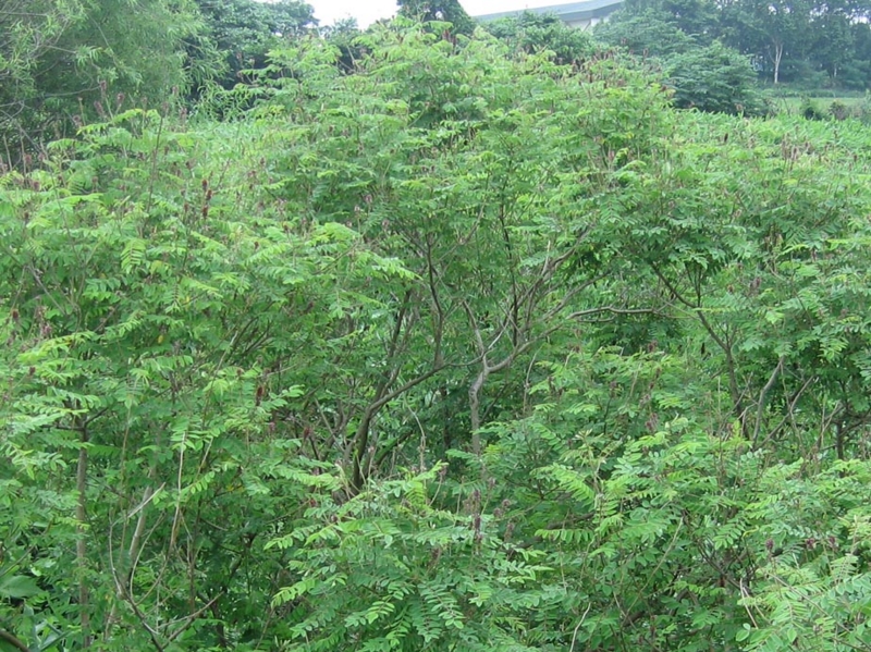 f:id:atarou:20110712070348j:image