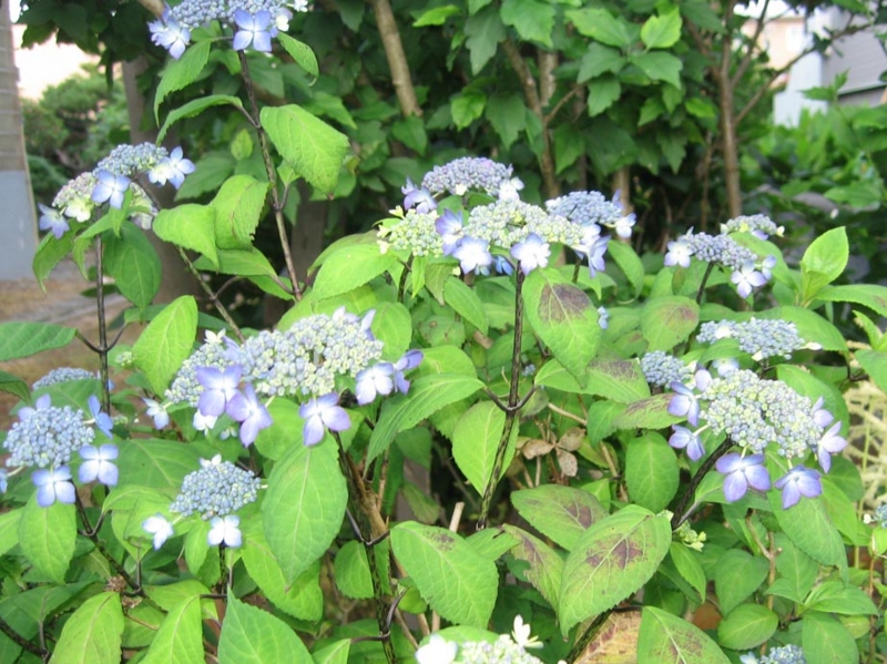 f:id:atarou:20110713063332j:image f:id:atarou:20110713063332j:image